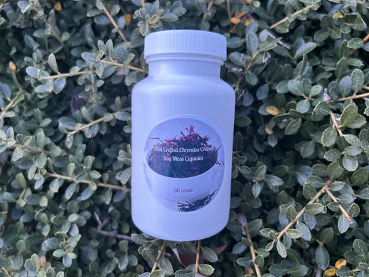 Chondrus Crispus (purple sea moss) capsules - Nique's House of Healing