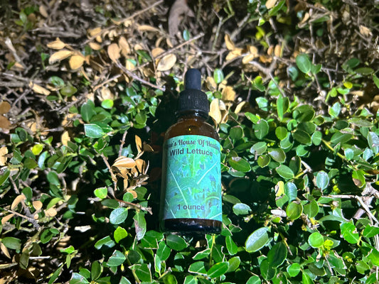 Wild Lettuce Tincture - Nique's House of Healing